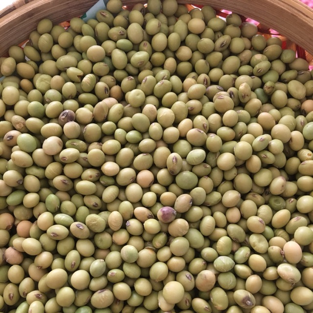 Đỗ tương thuần chủng 52k/kg