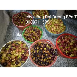 Cây măng cụt Bến Tre
