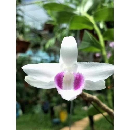 Phi điệp 5 cách trắng HO (HIỂN OANH), cây giống GIEO HẠT TỪ MẸ CHUẨN hoa cực đẹp hiếm - h011