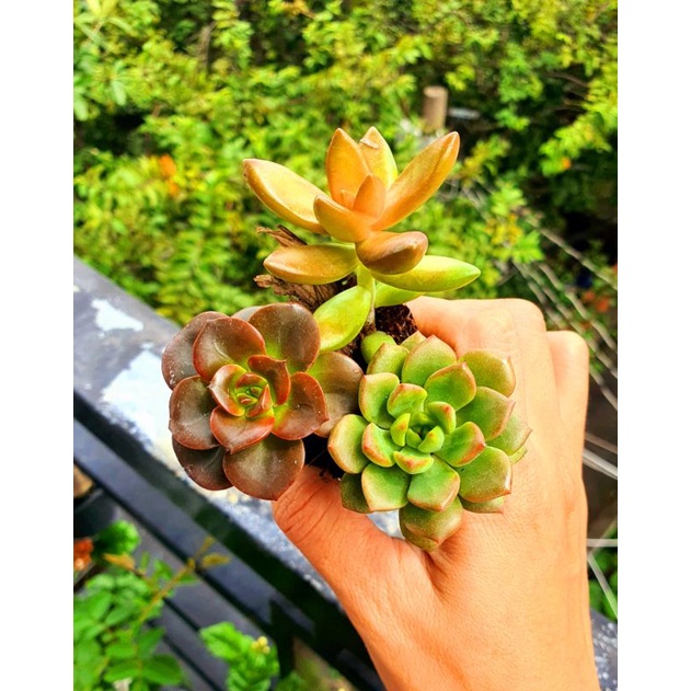 COMBO 3 SEN ĐÁ SIZE VỈ-VƯỜN SEN ĐÁ MIKO-LỖI 1 ĐỀN 1