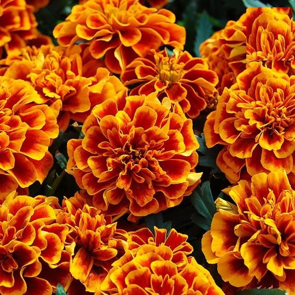 HẠT GIỐNG HOA VẠN THỌ PHÁP BAN MAI F1 - GÓI 20 HẠT