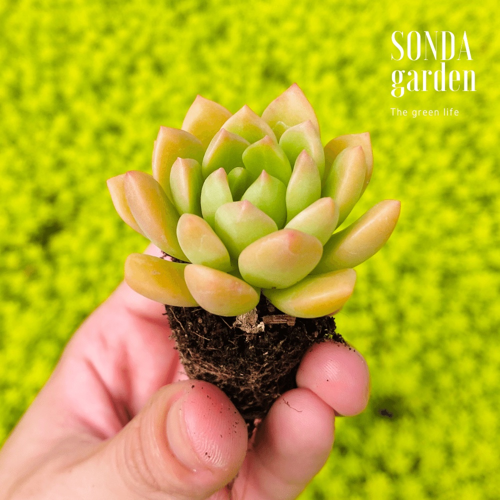 Sen đá mặt trời SONDA GARDEN size mini 2.5-4cm, cây cảnh trang trí nhà cửa, lỗi 1 đổi 1