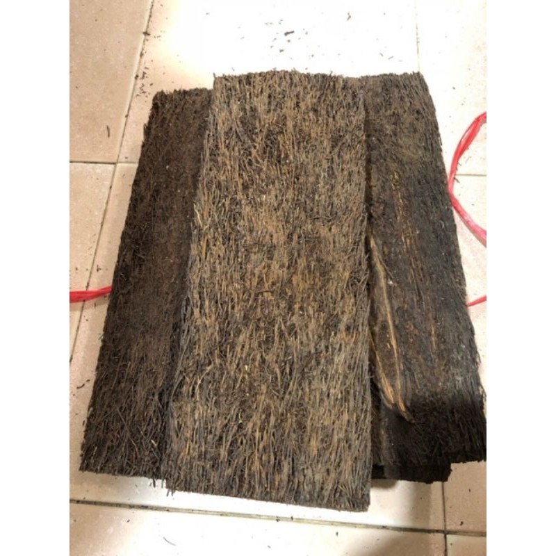 DỚN BẢNG TRỒNG LAN