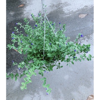 Chậu hoa thanh Tú treo