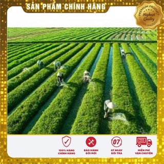 HẠT GIỐNG BẠC HÀ MINT (LUCKY SEED)