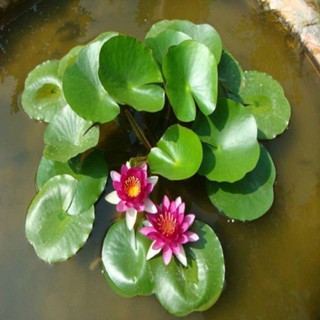 24 viên phân bón thủy canh