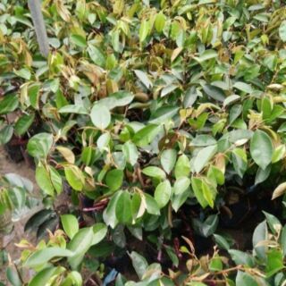 CÂY GIỐNG VÚ SỮA TÍM