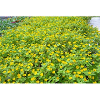 COMBO 5 Gói HẠT GIỐNG HOA CÚC MẶT TRỜI + 1 GÓI ATONIK KÍCH THÍCH TĂNG TRƯỞNG- Rau củ quả trồng tại vườn, sân thượng, nôn