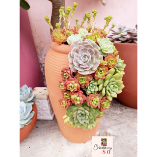 Chậu đất nung - chậu bình 30 xẻ thân (ngẫu nhiên) miệng 13, cao 32