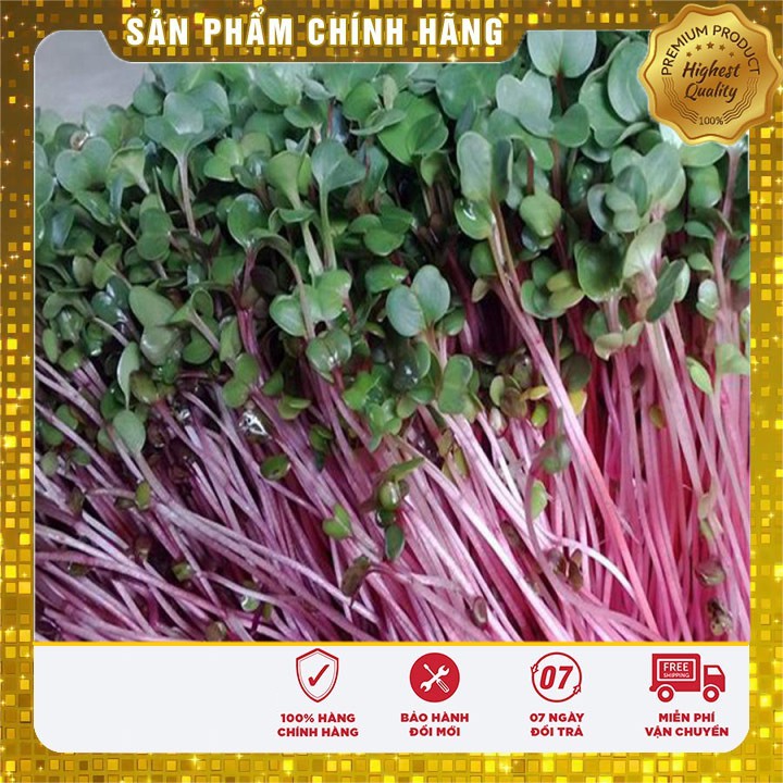 Hạt giống Rau Mầm Củ Cải Đỏ trồng gia đình 7-10 ngày thu hoạch ( 50 gram)