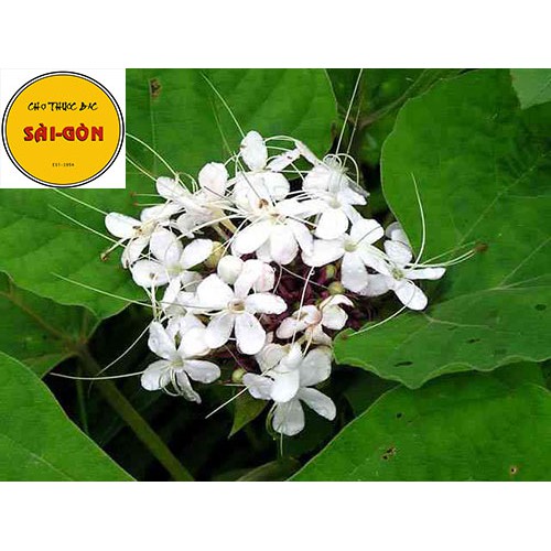 Xích Đồng Nam 1kg