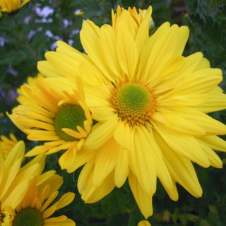 [GIÁ GỐC] Hạt giống hoa cúc vàng - 50 hạt