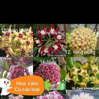 Combo 10 cẩm cù tặng 1