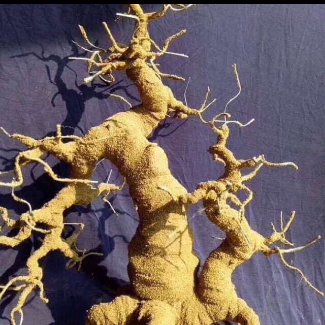 Gốc bonsai phụ tử 50cm