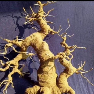 Gốc bonsai phụ tử 50cm