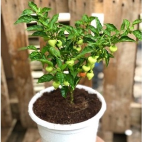 5h Hạt Giống Ớt Kiểng Lùn Biquinho Đỏ Shop hạt giống TỐT