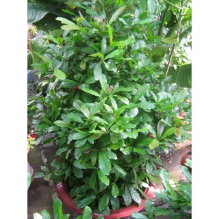 Cây thần kỳ 40-50cm đang hoa (chỉ giao hỏa tốc HCM)