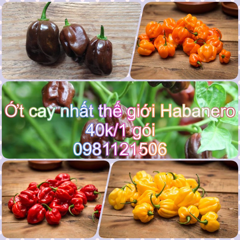 Hạt giống ớt cay nhất thế giới Habanero. Combo 4 gói.