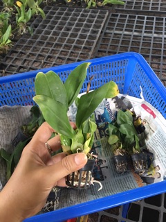 Vũ nữ hoàng hậu mini - nhanh hoa