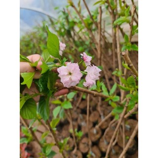 HOA ANH ĐÀO [cây giống]