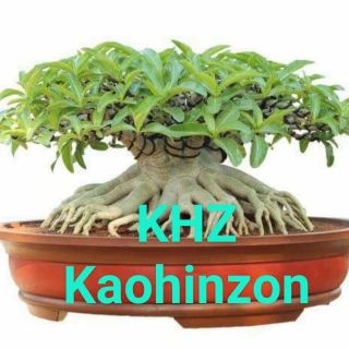 Gói 10 hạt sứ Kim tự tháp giống nhập khẩu KHZ.