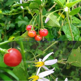 Hạt giống cây cà gai leo vị thuốc-0.2gr