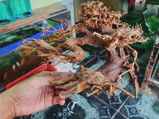 CÂY BONSAI CÓ TÁN TRANG TRÍ HỒ CÁ THỦY SINH NON BỘ 16x8x16cm