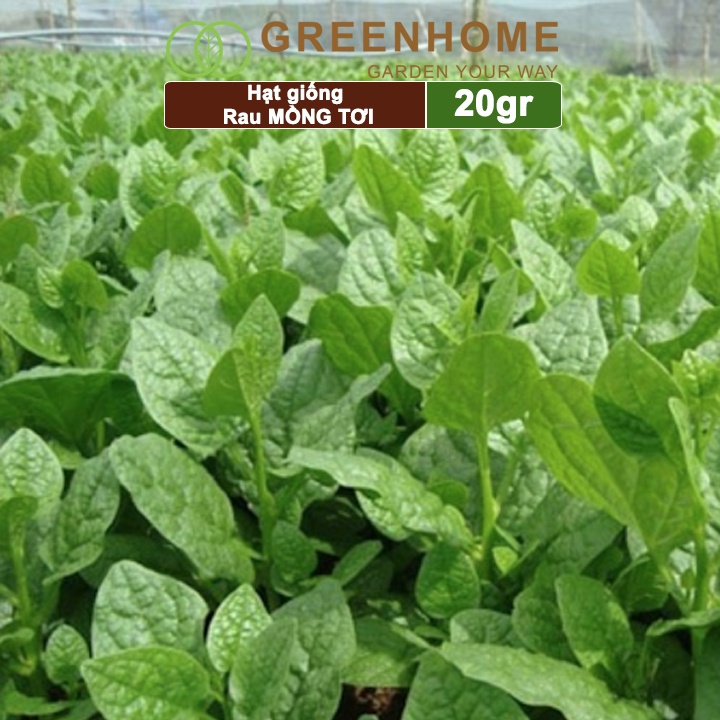 Hạt giống rau mồng tơi Greenhome, gói 20g, dễ trồng, thu hoạch nhanh R11