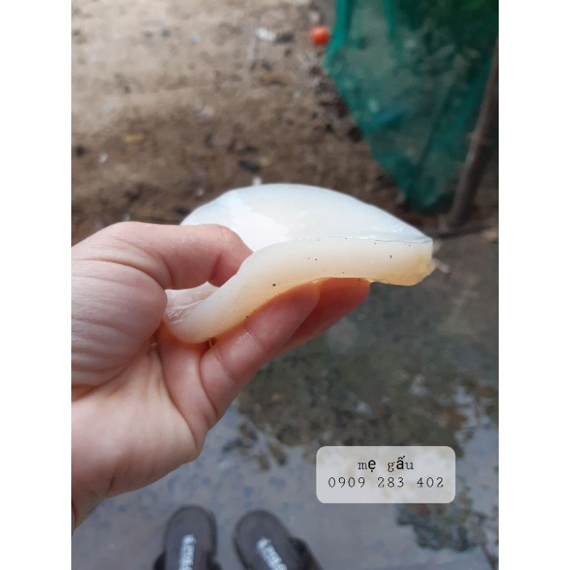 Scoby làm trà kombucha