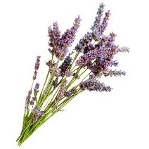 Nước tinh chất Oải hương Toner lavender AROMA ZONE