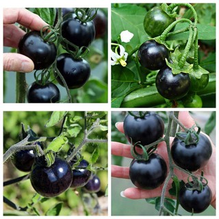 Hạt Giống Cà Chua Bi Đen Dễ Trồng