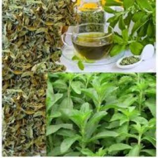Hạt giống cỏ ngọt