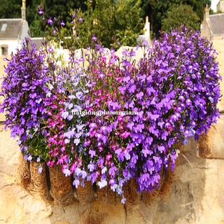 20h - hạt giống hoa lobelia rũ