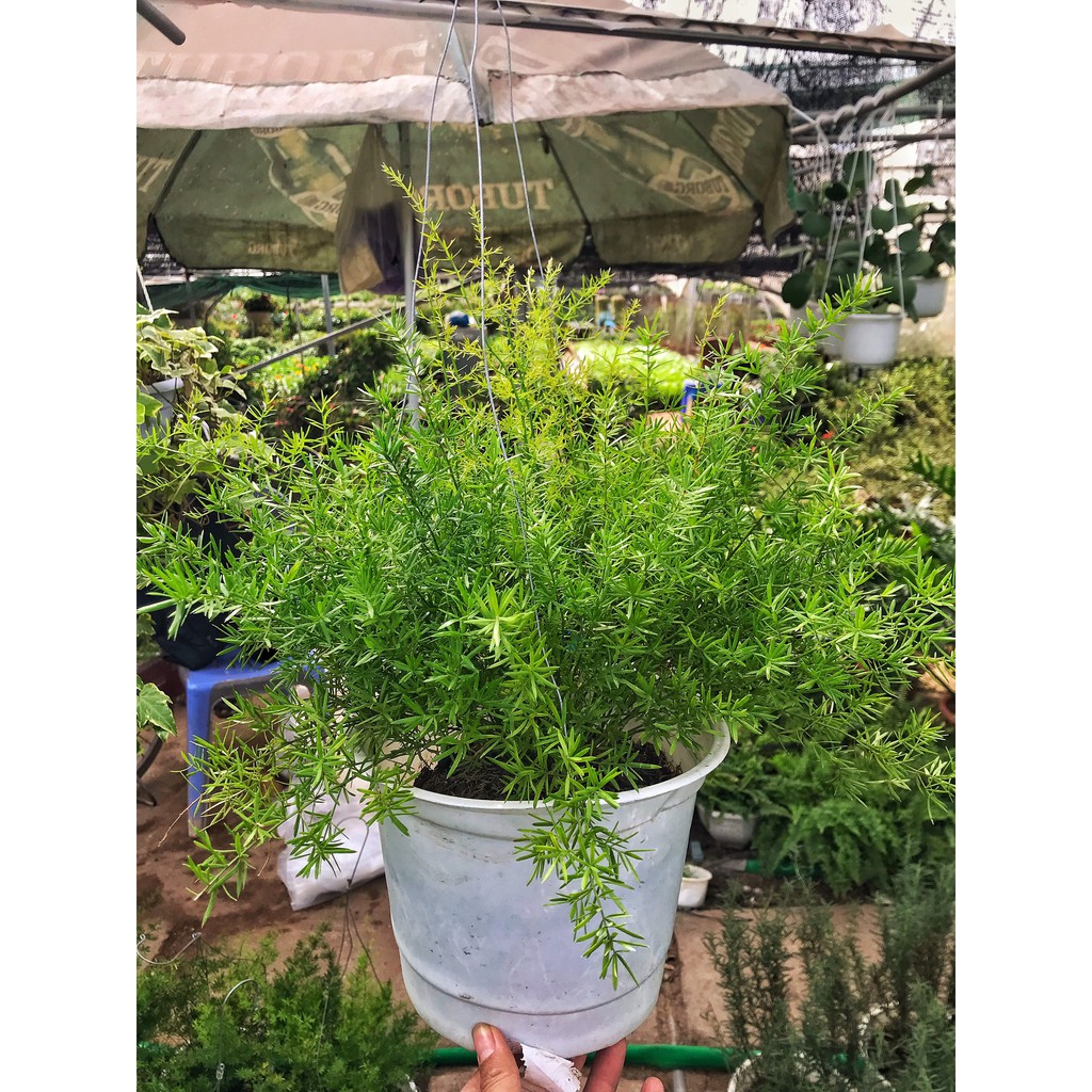 Cây thiên môn đông, cây trồng chậu treo cao 25cm, cây xanh tươi quanh năm, trồng treo ban công và decor quán cafe