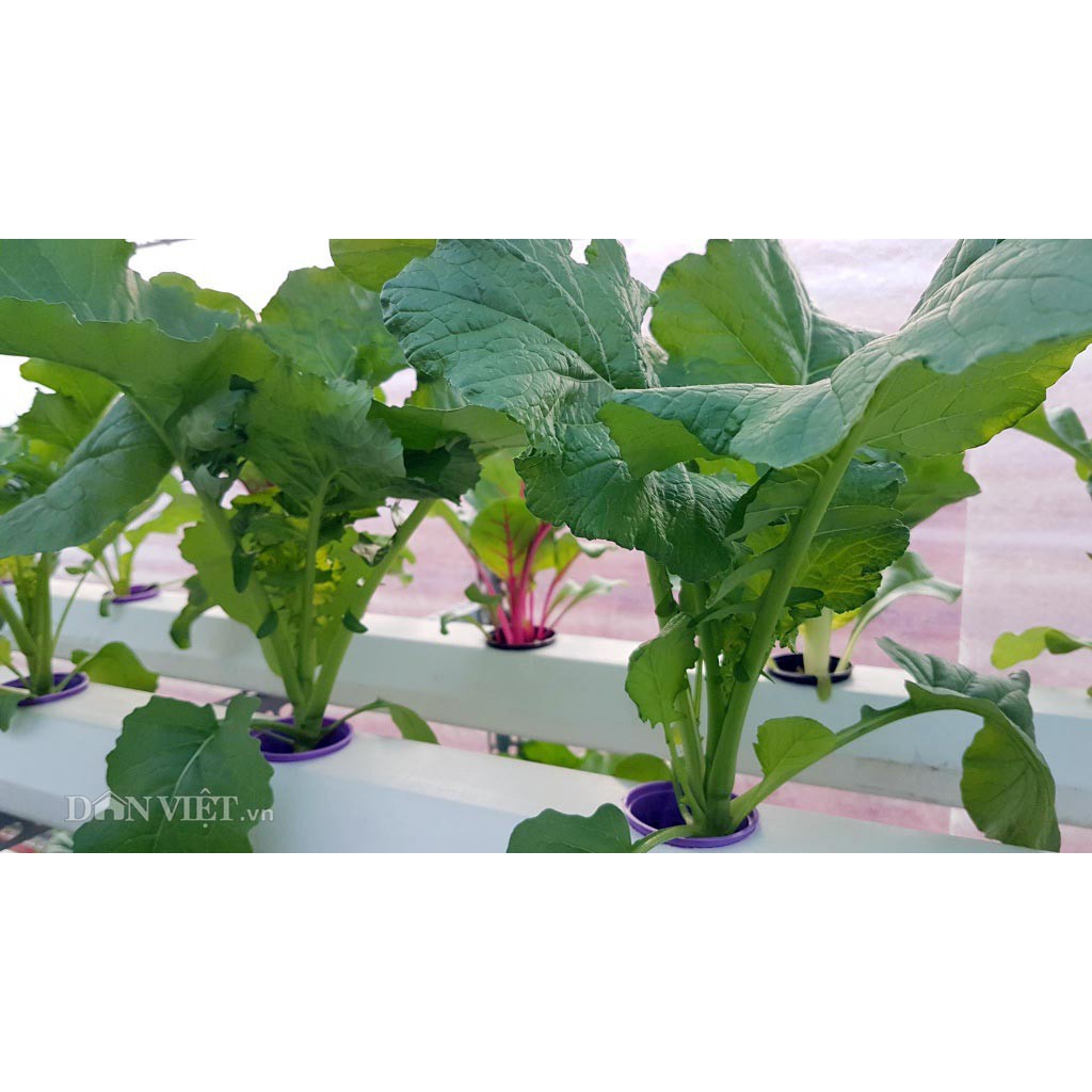 Hạt giống cải ngọt cọng xanh TẶNG 1 phân bón bao đẹp