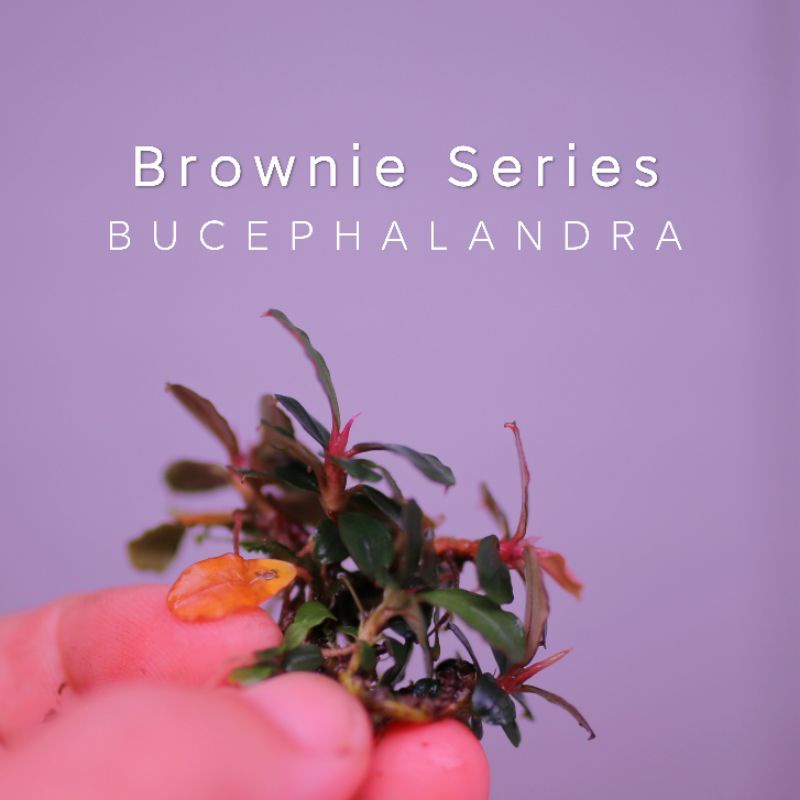 Bucep Brownie Series | Cây thủy sinh | Hàng cụm | lá cạn