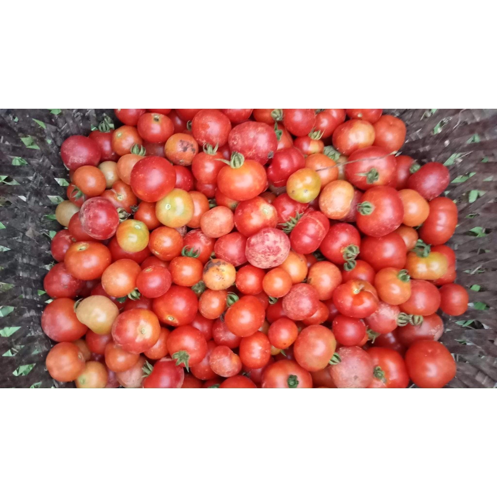 Cà chua múi cổ trái nhỏ gói 34 hạt nảy mầm 99%