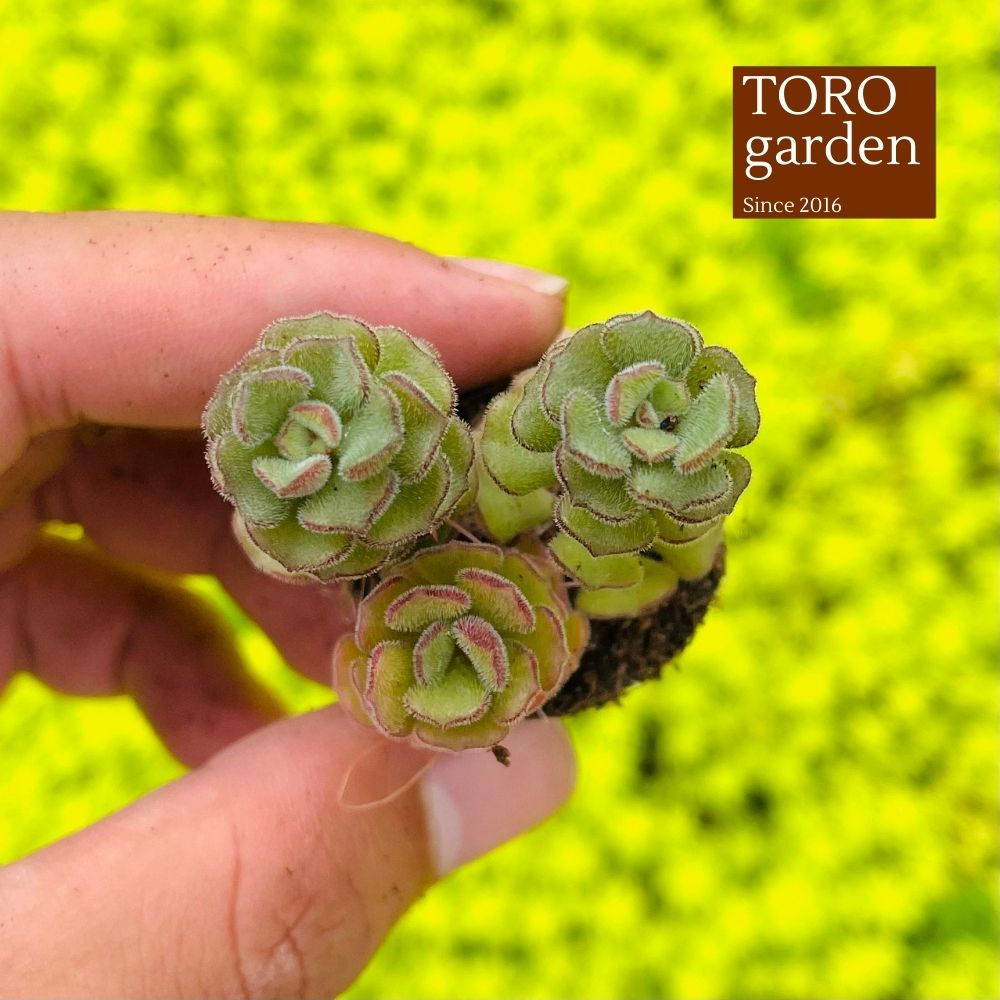 Sen đá sedum hoa hồng pháp Đà Lạt size mini cây cảnh trang trí nhà cửa Toro garden
