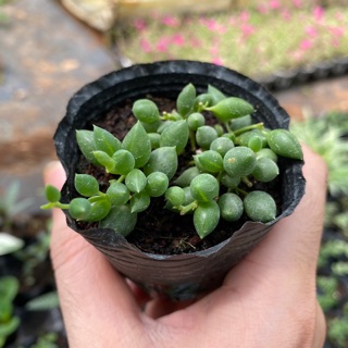 Sen đá giọt nước dài