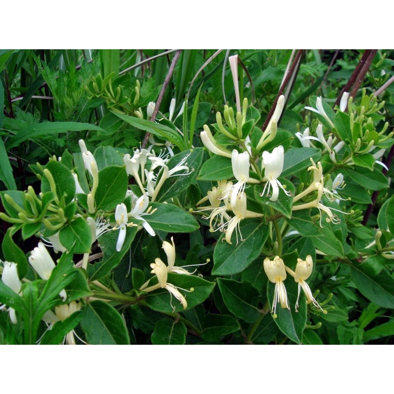 Kem bôi Mình Hùng