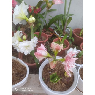 Củ hoa huệ tây CÁNH KÉP