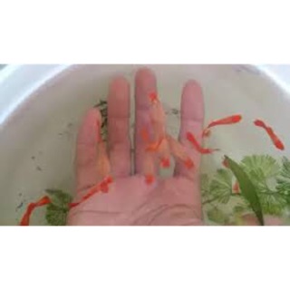 Guppy food-Koi red guppy