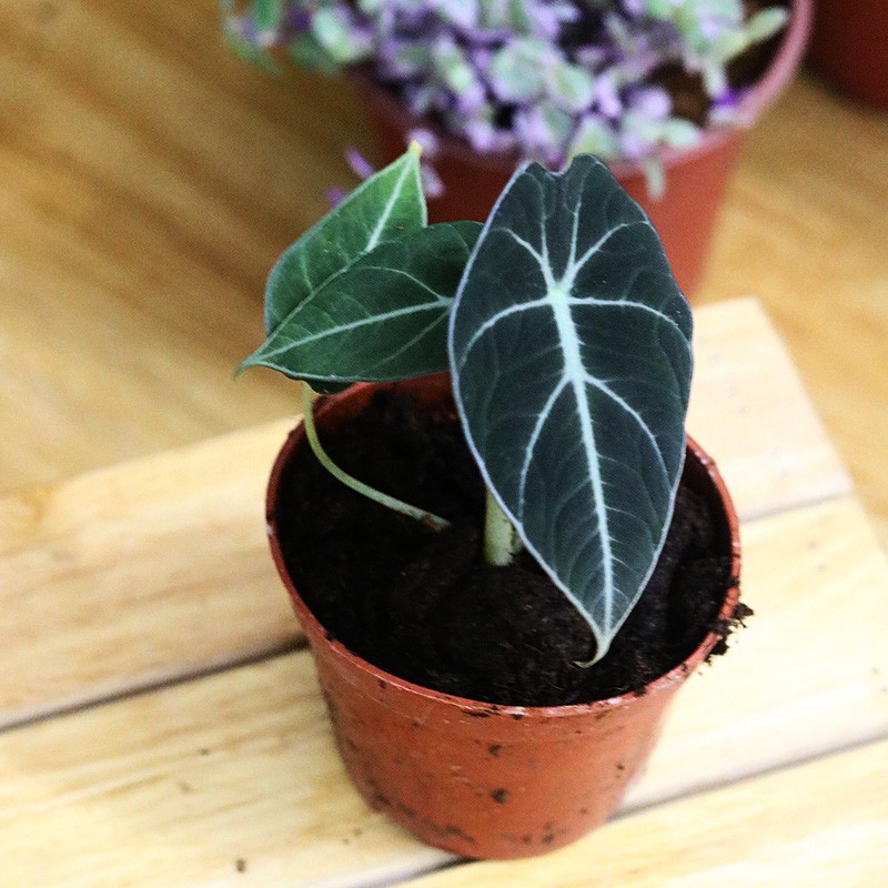 Chậu cây Alocasia Black Velvet (Little Queen Alocasia) – Môn Đen Lá Nhung