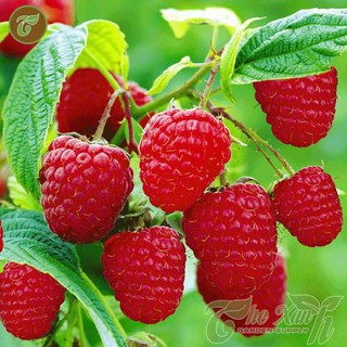 Bộ 1 gói Hạt giống mâm xôi đỏ