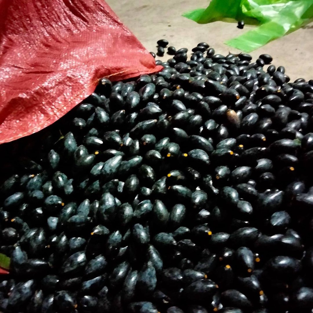 Trám đen đặc sản núi rừng 1000gr/trám om sẵn nguyên hạt hút chân không