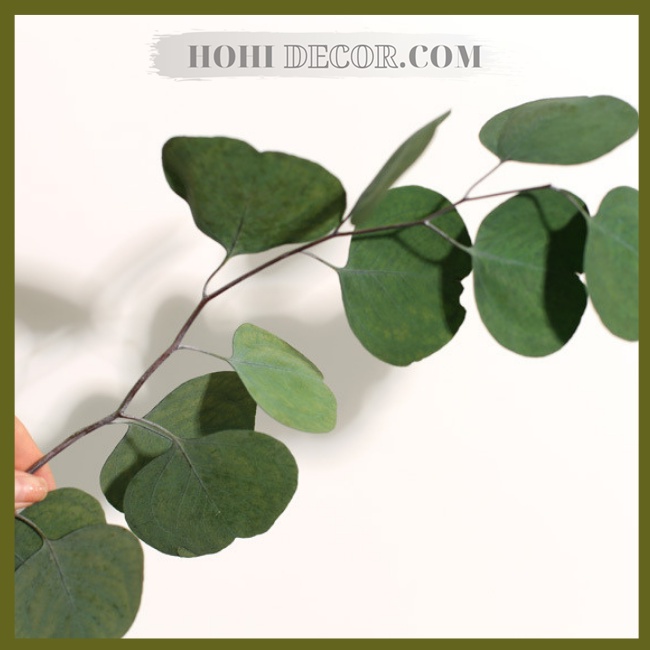 Cành Bạch Đàn Lá Tròn Tai Voi Khô Tự Nhiên Trang Trí Chụp Ảnh Sản Phẩm Đẹp - Shop Hohi Decor