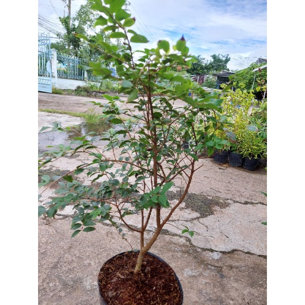 Cây nho thân gỗ tứ quý lá nhỏ