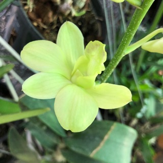 Lan Dẻno màu xanh bơ cây đang nụ