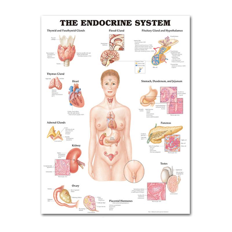 Bộ Poster Hình Cơ Bắp Người 19 &quot;X 27&quot;