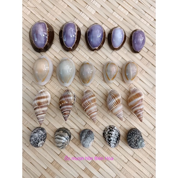 Bộ sưu tập 20 vỏ ốc biển dễ thương. Trang trí, hổ trợ chụp ảnh
